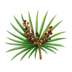 کپسول نخل اره‌ای (Saw Palmetto) برای پروستات و ریزش مو | بلوویتال