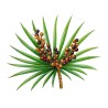 کپسول نخل اره‌ای (Saw Palmetto) برای پروستات و ریزش مو | بلوویتال