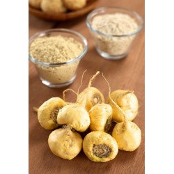 ماکا سفید MACA ROOT(جینسنگ پرویی)