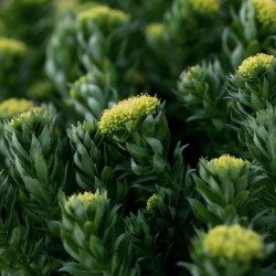 ردیولا رزئا RHODIOLA ROSEA
