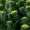 ردیولا رزئا RHODIOLA ROSEA