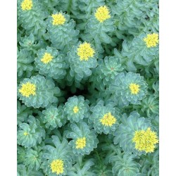 ردیولا رزئا RHODIOLA ROSEA