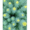 ردیولا رزئا RHODIOLA ROSEA