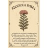 ردیولا رزئا RHODIOLA ROSEA