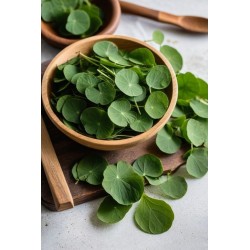 گوتوکولا GOTU KOLA (۵۰۰ میلی گرم)