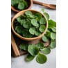 گوتوکولا GOTU KOLA (۵۰۰ میلی گرم)
