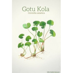 گوتوکولا GOTU KOLA (۵۰۰ میلی گرم)