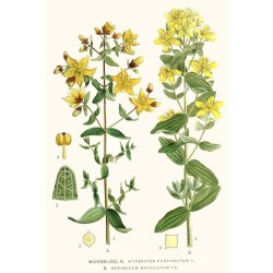 خرید تنتور بابونه و هوفاریقون | کاهش اضطراب | BluVital