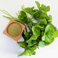 گوتوکولا GOTU KOLA (۵۰۰ میلی گرم)